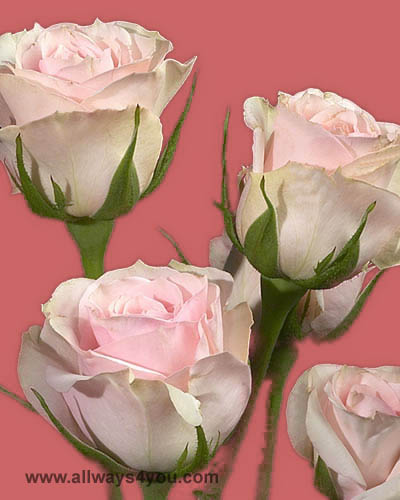 Spray Rose Star Blush Flowers